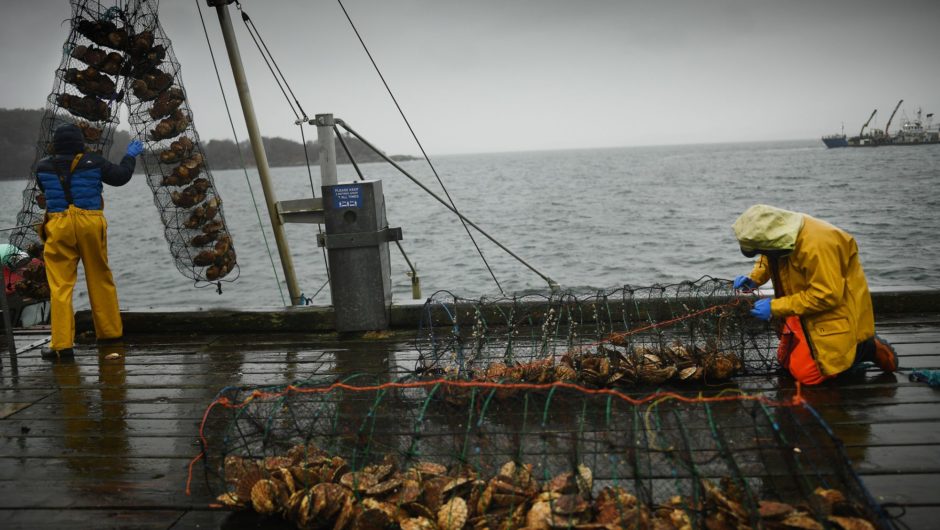 As Brexit Jams EU exports, Scottish Fishermen sail to Denmark