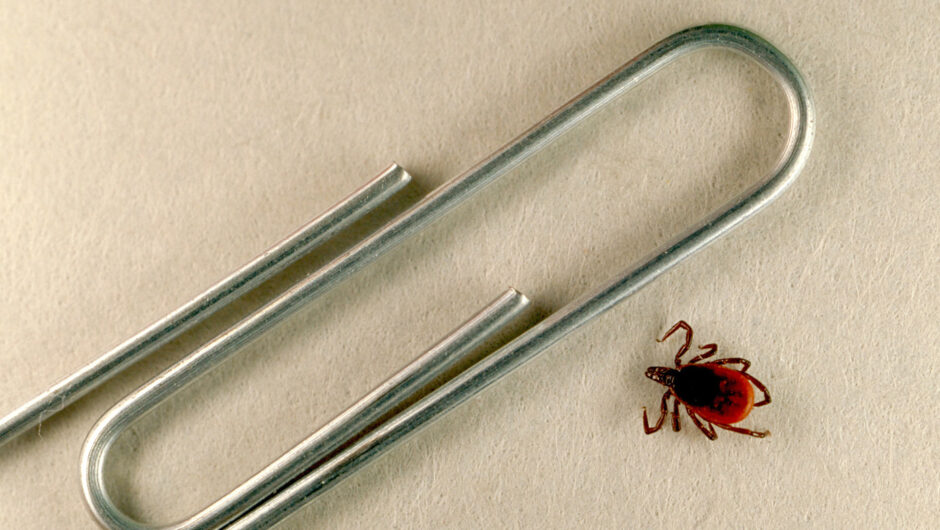 Ticks in Kentucky are a danger all year, yet particularly in the late spring months