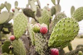 Why you ought to eat more Cactus, the gut-accommodating food that battles Inflammation