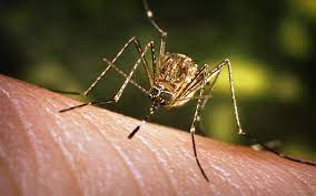 West Nile Infection Cases Are Rising, And Specialists Say ‘Individuals Need To Ensure Themselves’