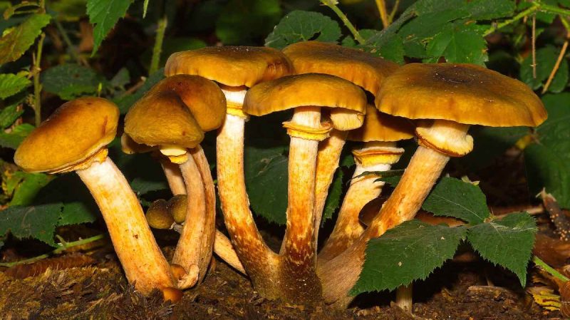 The Numerous Medical Advantages of Eating Mushrooms That Are Wild – And Picking Them Doesn’t Drain Supply