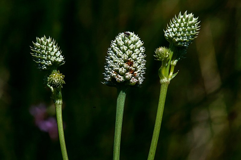 Intriguing Arizona plant currently on the endangered list