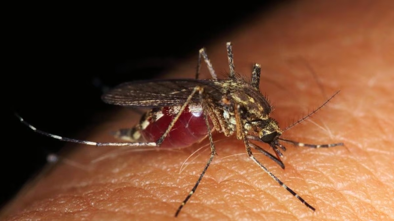 After Four Cases Of Malaria, A Mosquito-Free State Was Issued