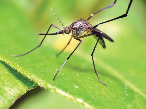 For the second week in a straight, West Nile virus was found in Pittsfield mosquito samples