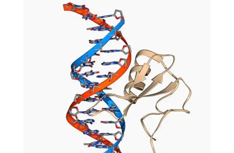 Understanding the Significance of DNA Methylation
